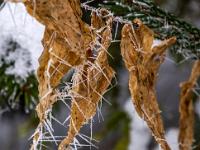 Schmale, trockene Blätter mit Eisnadeln am Rand